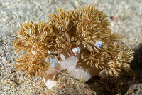 Ancylomenes magnificus (Magnificent Anemone Shrimp)