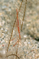 Rapipontonia paragalene (Brownstripe Hydroid Shrimp)