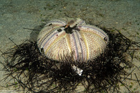 Astropyga radiata (Radiant Sea Urchin)