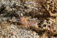 Processidae sp.1 (Night Shrimp)