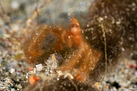 Oncinopus sp.1 (Orangutan Crab)