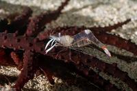 Actinostephanus haeckeli (Haeckel's Sand Anemone)