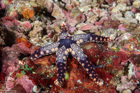 Celerina heffernani (Heffernan's Sea Star)