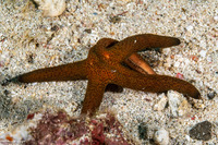 Echinaster luzonicus (Luzon Sea Star)