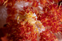 Hoplophrys oatesii (Soft Coral Crab)