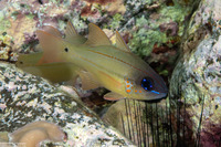 Ostorhinchus chrysopomus (Spotgill Cardinalfish)