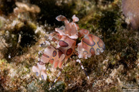 Hymenocera picta (Harlequin Shrimp)