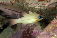Ostorhinchus sealei (Bargill Cardinalfish)