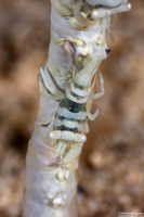 Pontonides ankeri (Barred Wire Coral Shrimp)