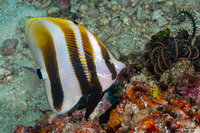 Coradion altivelis (Highfin Coralfish)