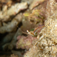 Cuapetes tenuipes (Glass Shrimp)