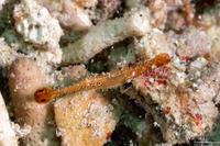 Leander plumosus (Long Nose Rock Shrimp)