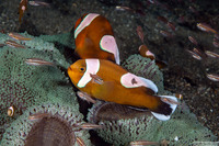 Amphiprion polymnus (Saddleback Anemonefish)