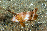 Iniistius pavo (Peacock Razorfish)