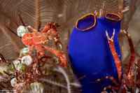 Galathea subsquamata (Scaly Squat Lobster)