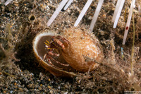 Dardanus lagopodes (Dark Knee Hermit Crab)