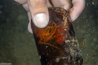 Amphioctopus siamensis (Poison Ocellate Octopus)