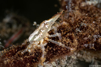 Xenocarcinus conicus (Conical Spider Crab)
