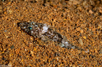 Onigocia spinosa (Spiny Flathead)