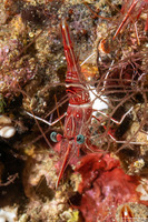 Rhynchocinetes durbanensis (Dancing Shrimp)