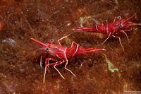 Rhynchocinites durbanensis (Dancing Shrimp)