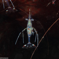 Urocaridella pulchella (Cave Cleaner Shrimp)