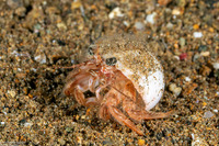 Spiropagurus spiriger (Jumping Hermit Crab)