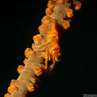 Pontonides ankeri (Barred Wire Coral Shrimp)