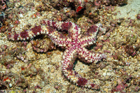 Echinaster callosus (Warty Sea Star)