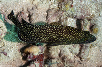 Epinephelus ongus (Speckledfin Grouper)