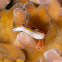 Tetralia cavimana (Coral Guard Crab)