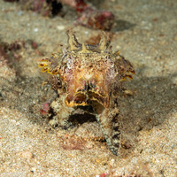 Metasepia pfefferi (Flamboyant Cuttlefish)