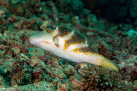 Canthigaster coronata (Crowned Toby)
