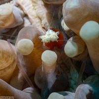 Cuapetes kororensis (Mushroom Coral Shrimp)