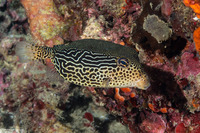 Ostracion solorensis (Solor Boxfish)