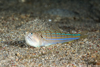 Trachinocephalus myops (Snakefish)