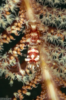 Dasycaris ceratops (Horned Sea Pen Shrimp)