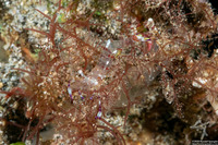 Ancylomenes holthuisi (Holthuis' Anemone Shrimp)