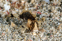 Paracentropogon zonatus (Bandtail Waspfish)