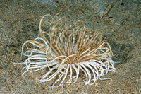 Pachycerianthus maua (Banded Tube Anemone)