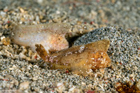 Ablabys taenianotus (Cockatoo Waspfish)