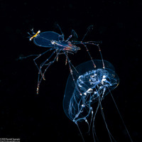 Family Scyllaridae (Slipper Lobster Phyllosoma)
