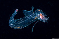 Superfamily Pterotracheoidea (Heteropod)