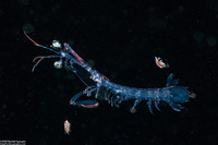 Lysiosquilla sp. (Larval Mantis Shrimp)