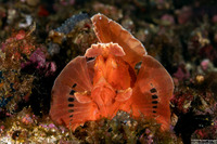 Rhinopias eschmeyeri (Paddle-Flap Scorpionfish)