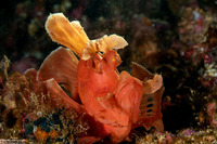 Rhinopias eschmeyeri (Paddle-Flap Scorpionfish)