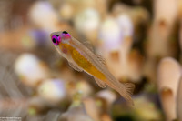 Bryaninops natans (Pinkeye Goby)