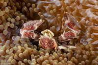 Neopetrolisthes maculatus (Spotted Porcelain Crab)