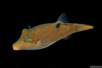 Canthigaster papua (Papuan Toby)