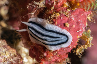 Phyllidiella striata (Striped Phyllidiella)